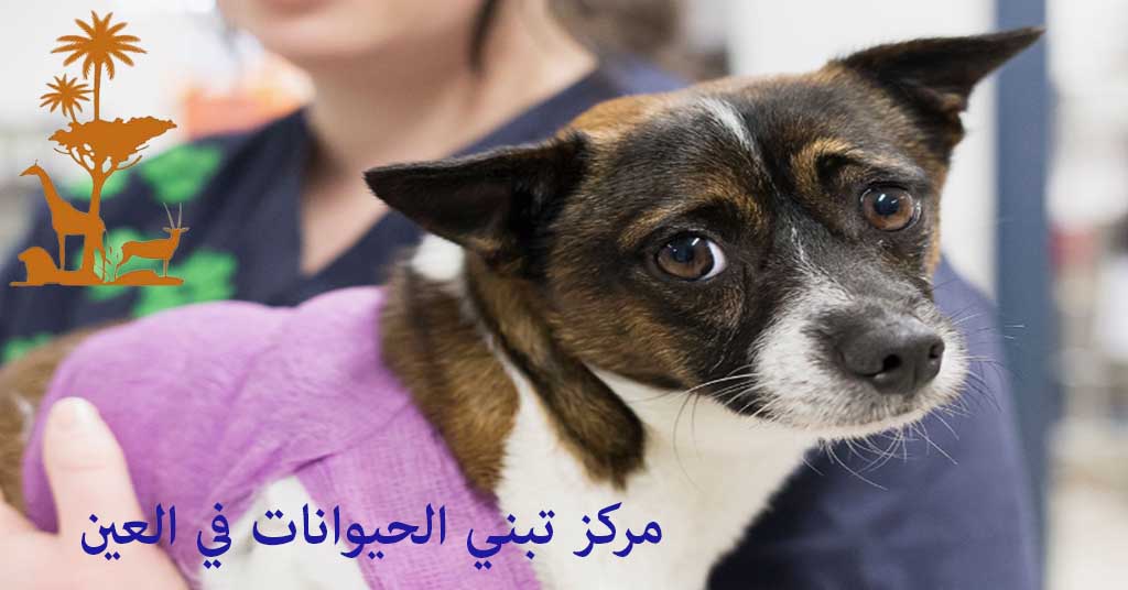 مركز تبني الحيوانات في العين